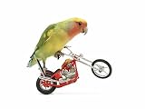 Rosy-faced lovebird perched on toy motorcycle do wheelie Photographic Poster Print by Martin Gallagher, 16×12