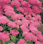 Review Crocus  / Sedum Herbstfreude