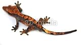 Wallmonkeys Peel and Stick Wall Decals - Cute Colorful Gecko Lizard - 18W x 10H Removable Graphic