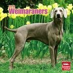Weimaraners 2010 Wall Calendar