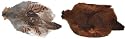 Hungarian Partridge Whole Skins Color: Natural
