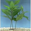 Hygrophila Plant - Large - 12 in.