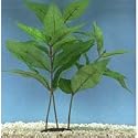 Hygrophila Plant - Large - 7 in.