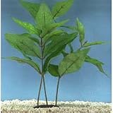 Hygrophila Plant - Large - 7 in.
