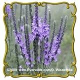 Hoary Vervain (Verbena stricta) Jumbo Wildflower Seed Packet (2000)