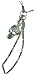 choose STRAP COLLECTION スカルストラップ ローズスカル FK06SK choose STRAP COLLECTION スカルストラップ ローズスカル FK06SK