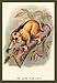 Javan Slow Loris - 16x24 Giclee Fine Art Print framed in Gold (20x30 finished)
