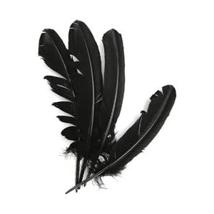Turkey Feathers