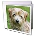 Dogs Norfolk Terrier - Norfolk Terrier - Greeting Cards-12 Greeting Cards with envelopes