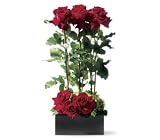 Scarlet Splendor Roses
