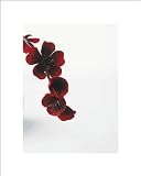 Icon Art Print - Japanese Quince #1 (40x50cm) - Poster
