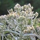 Flat-topped Aster (Aster umbellatus) - Jumbo Wildflower Seed Packet