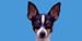 AIRBRUSHED LICENSE PLATES-TOY TERRIER - #923