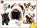   - Hanadeka Dog - Dog Puzzle 100 Pieces - Beagle, Scottie, Chihuahua, Dachshund and Dalmatian