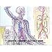 The Circulatory System