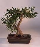 Artificial Ficus Bonsai Tree.19