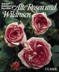 Alte Rosen und Wildrosen - 