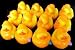 One Dozen (12) Baby Shower Rubber Duck Party Favors