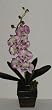 Silk Phaleonopsis Orchid (lavender) in Dark Wooden Container