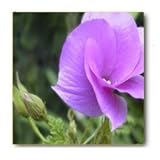 Ceramic Coaster Set - 4 pcs - Designer Coasters: Flower/Flowers/Floral - (CCFL-101)