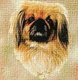 Pekingese Woven Lap Square (Throw Blanket)