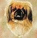Pekingese Woven Lap Square (Throw Blanket)
