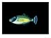 Horseshoe Leatherjacket, Kangaroo Island, Australia Photographic Poster Print by Kare...