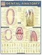 Dental Anatomy (Quickstudy: Academic)