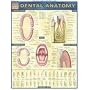 Dental Anatomy: Reference Guide (Quickstudy: Academic)