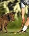 Chuck it Ball for Dogs