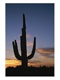 A Saguaro Cactus Silhouetted against the Evening Sky Photographic Poster Print by Taylor S. Kennedy, 48x64