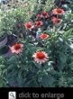 Sundown Big Sky Series Coneflower -- 6 by 6 Inch Container Plant