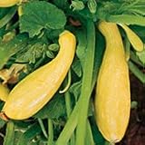 Summer Crookneck Squash - 100+ Seeds - PLUS PACK!