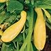 Summer Crookneck Squash 250 Seeds per Packet