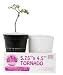 Sure to Grow - Storm Series - Tornado 6 x 4.75 (6/Pack)
