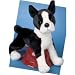 boston terrier - Willem Boston Terrier 16