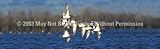 Window Graphic - 16x54 American Wigeon