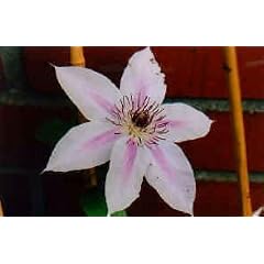 Clematis Nelly Moser 60-100 cm Waldrebe im Topf