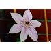 Clematis Nelly Moser 60-100 cm Waldrebe im Topf