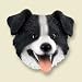 Border Collie Magnet