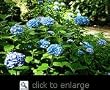 One Gallon Nikko Blue Hydrangea Plant