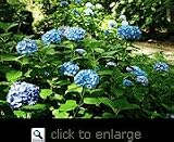 One Gallon Nikko Blue Hydrangea Plant