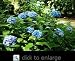 One Gallon Nikko Blue Hydrangea Plant