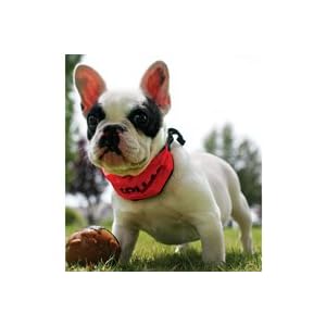 Kool Collars for Dogs - BLACK KOOL COLLAR - LARGE
