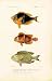 Poissons, Plate 32, Fish Art Poster Print by Georges Cuvier, 8x14