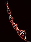 Representation of Segment of DNA Molecule Whose Order Spells Out Exact Set of Genetic Instructions Photographic Poster Print by Fritz Goro, 12x16