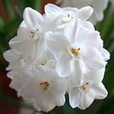 Narcissus Inball Paperwhites, 20 bulbs - 17+cm