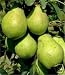 Image of 5Ft+ Tall Quince Tree 'Early Prolific' 5 litre pot.