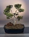 Bonsai Boy's Flowering Brush Cherry - "POM-POM" Style Bonsai Tree<br><i>(Eugenia Myrtifolia)</i>