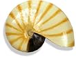 Nautilus Shell aquarium ornament - Small Nautilus Shell aquarium ornament - Small